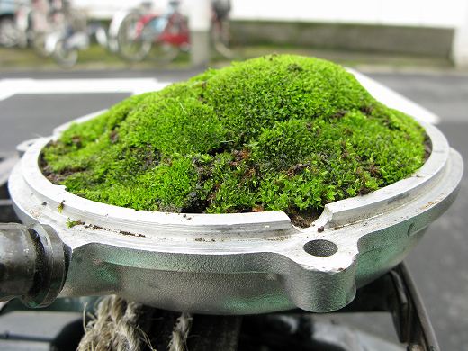 ⛰ 苔を山型に再配置して美しく仕上げられたクラッチカバー盆栽の完成形