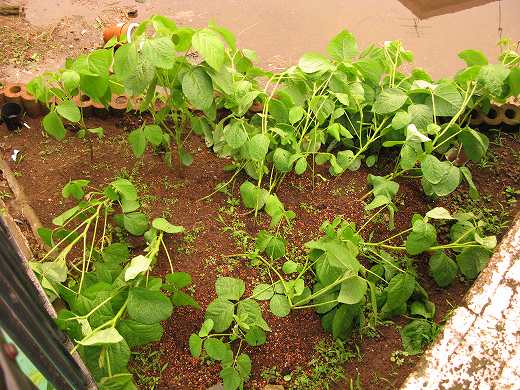 大雨に打たれて倒れ込んだ枝豆畑🌱