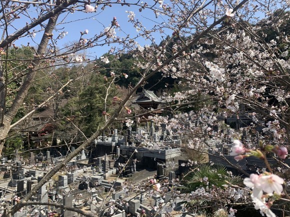 ベスパの背後に広がる田園と筑波山の風景