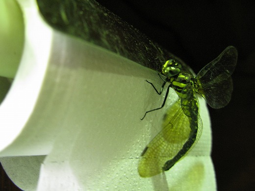 蛍光灯に止まる大型の虫の接写