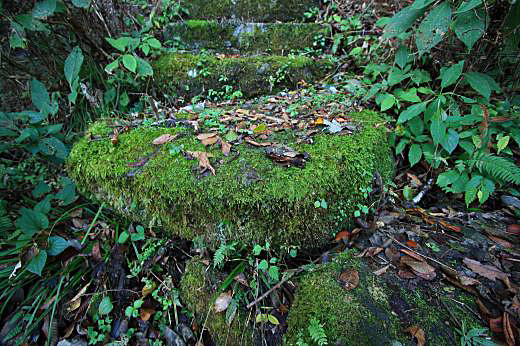 苔むした石段。長い年月を感じさせる緑の風景。