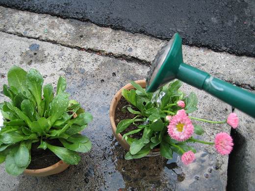 植え替えが完了し水を注がれた花の鉢