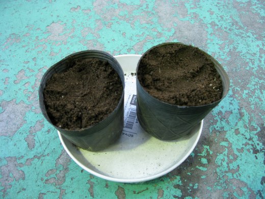 黒ポットに種を植えたばかりの土が入った鉢植えの様子