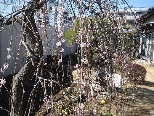 KB倉庫の大家さん宅の庭で咲く梅の花その1