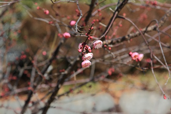 筑波山神社境内で咲き始めていた梅の花