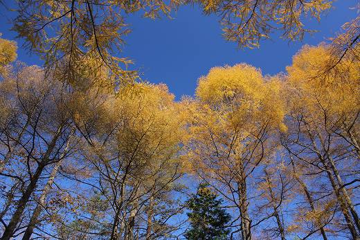 見上げた空に広がる黄色く色づいた木々の紅葉