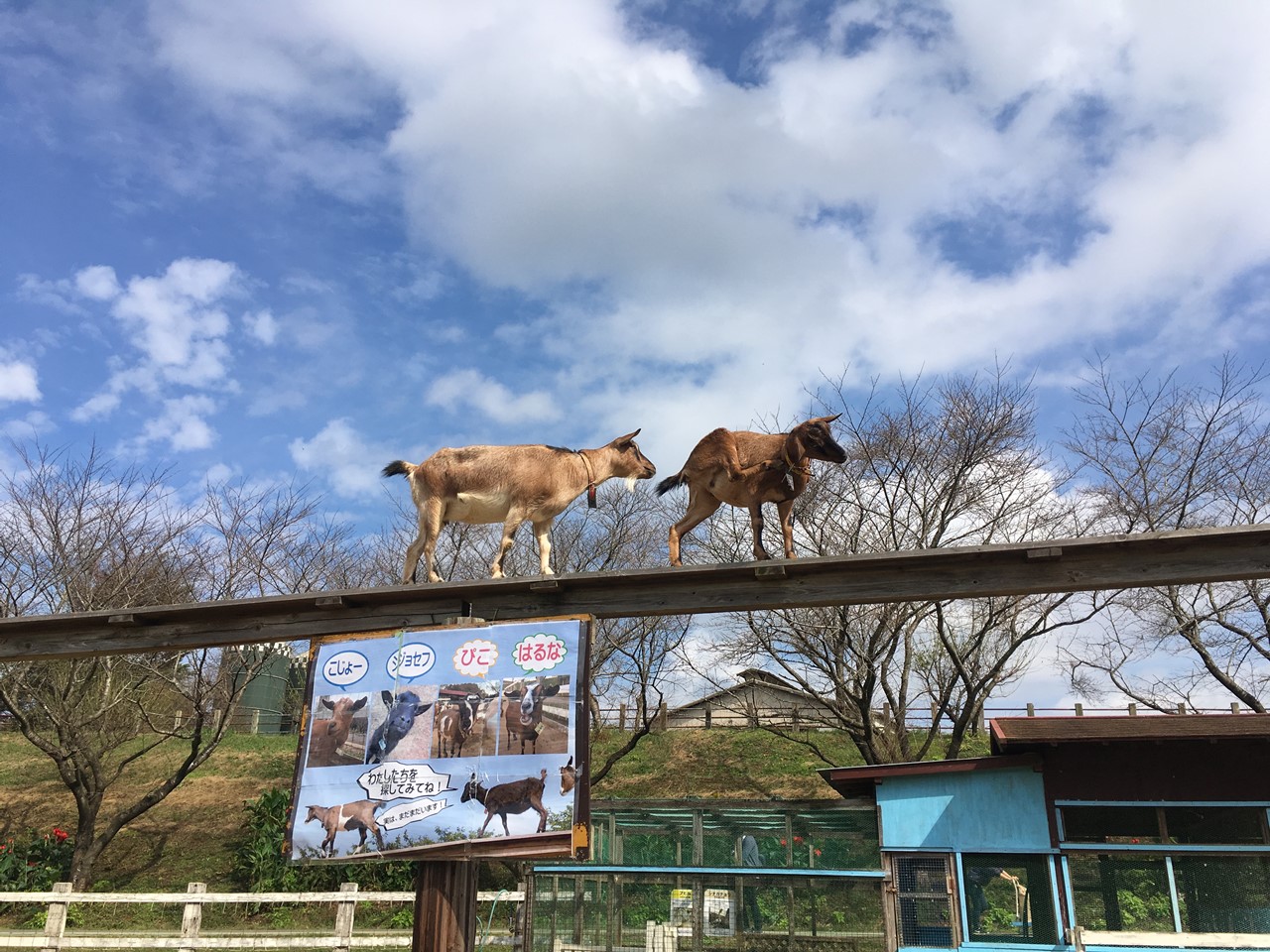 空中通路を歩く2頭のヤギと、その下の紹介看板
