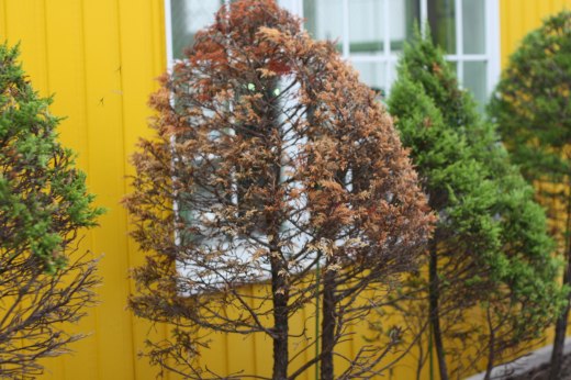 一部だけ葉が枯れてしまった植え込み