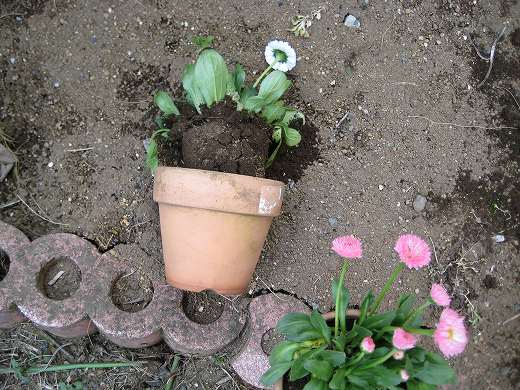転倒して土ごと花がこぼれてしまった植木鉢の写真