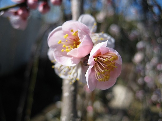 KB倉庫の大家さん宅の庭で咲く梅の花その2