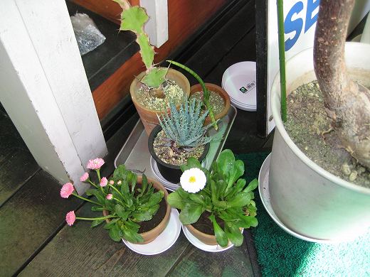 複数の鉢植えが並べられて完成したKB鉢植え一家の様子