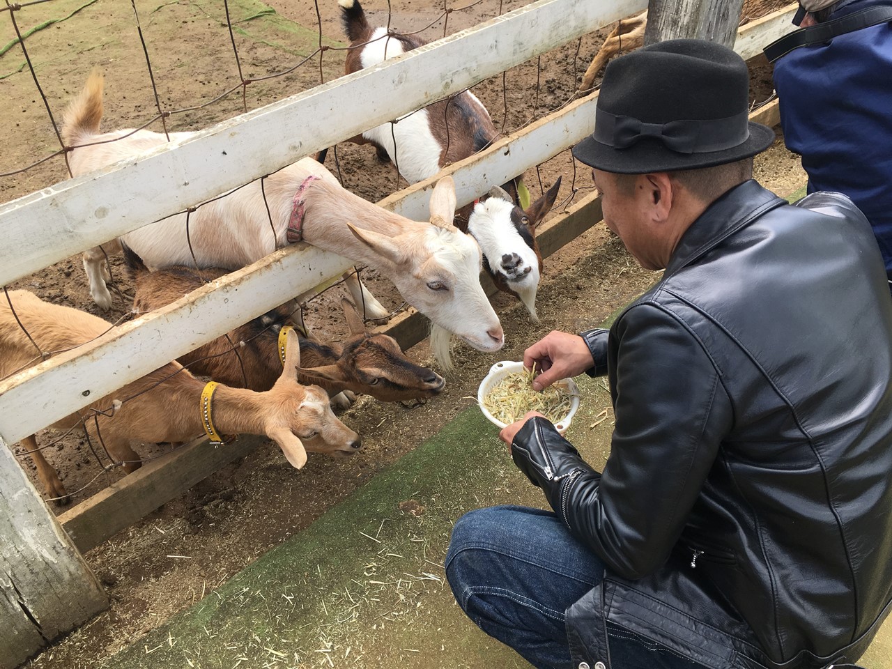 柵から顔を出して餌をねだるヤギたち