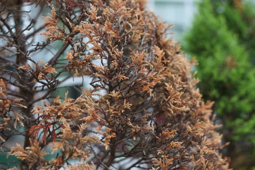 枯れてしまった植木をズームで撮影