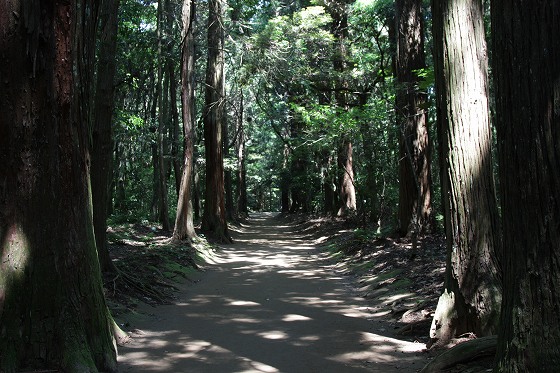 香取神宮の杉並木参道。深い森の中に続く清らかな道