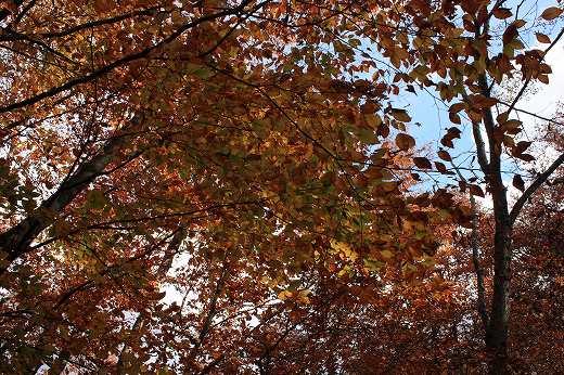 紅葉した木々の隙間から差し込む太陽の光芒