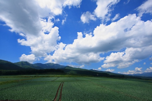 一面に広がるキャベツ畑と青空。夏雲が広がる高原の風景。