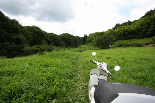 広がる野草の原、静かな空間に伸びる1本の道