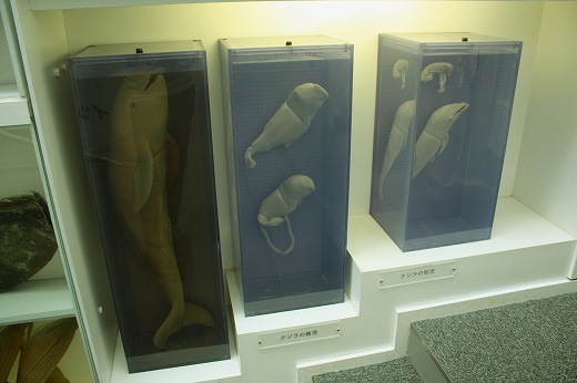 大洗海洋博物館内に展示された鯨の標本