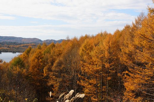 奥に湖が見える紅葉したカラマツ林の景色