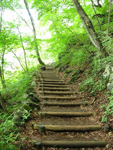 🌲 丸太の階段が続く静かな山道