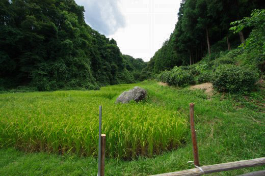 緑に覆われた逃走の谷道、追い詰められた村民たちの足跡