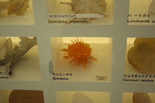 博物館に展示された鮮やかなウニメンガイの標本
