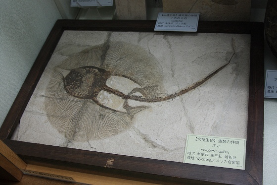 奇石博物館で展示されていたエイの化石標本。