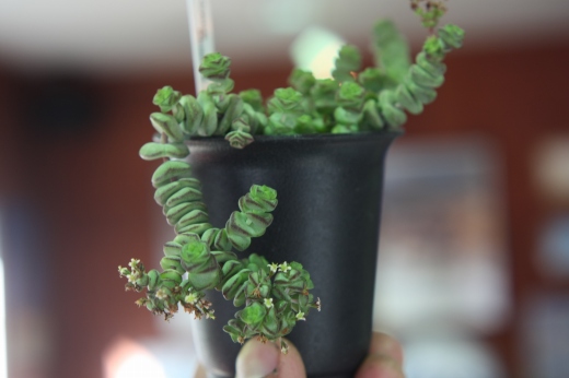 垂れ下がるように成長するユニークな多肉植物。