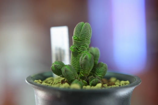 特徴的な形状で思わず笑ってしまう多肉植物。
