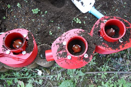 土に球根を植えた状態のシリンダー3基