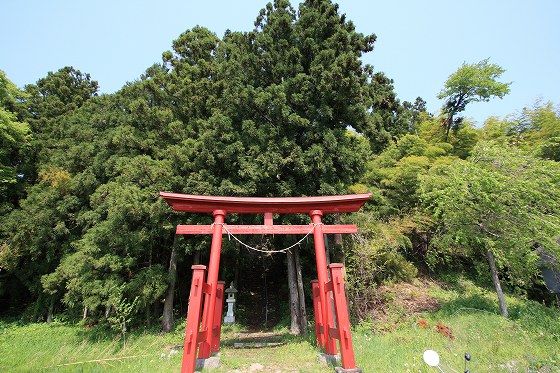落ち葉に埋もれた苔むした石と、森の中の静かな地面の様子