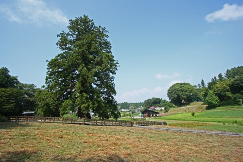 二本松市の杉沢の大杉と周囲の集落風景