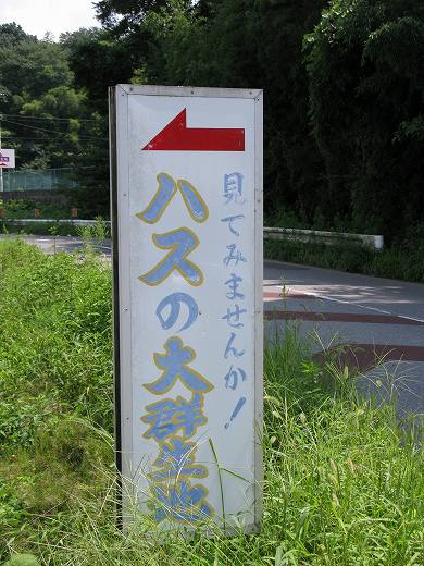 手賀沼の蓮群生地の案内板