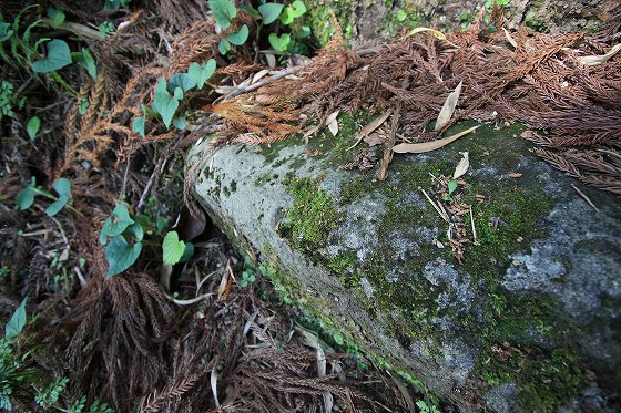 緑に囲まれた森の入口に立つ朱色の鳥居と奥に見える石灯籠