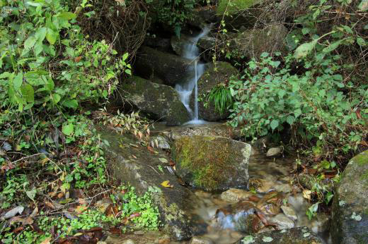 苔むした神社の石段。脇を流れる水が静かに潤す。