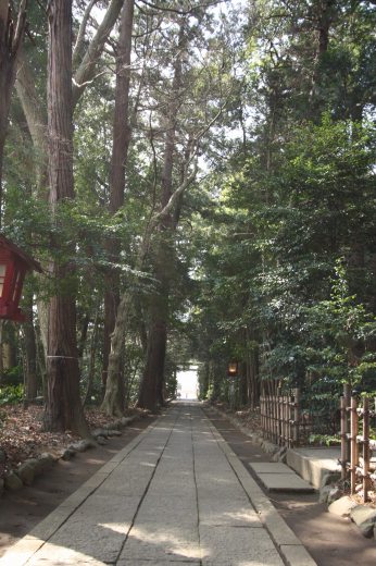 杉並木の参道が続く神社の入口