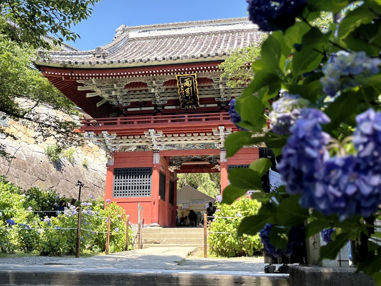 赤い山門と咲き誇る紫陽花のコントラスト