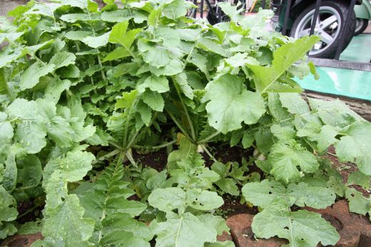 雨に濡れた地植えの大根の葉が上を向いて元気に伸びている様子。