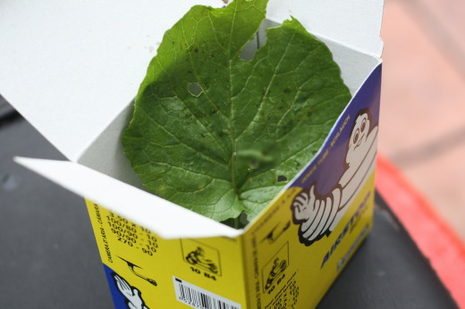 ミシュランの箱の中に大根の葉が1枚入っており、その上にモンシロチョウの幼虫が乗っている。