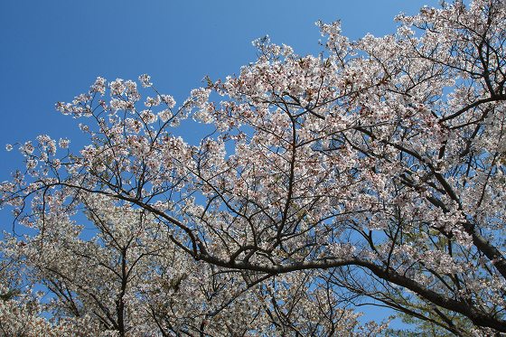 助川海防城跡で満開を迎えた桜の枝と青空