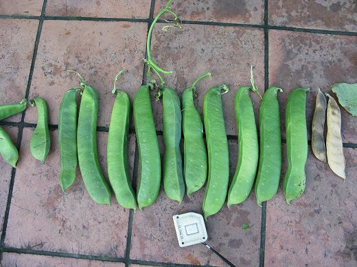 タイルの上に並べられた大量のなた豆