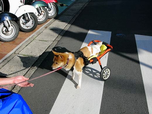 手を差し出すとメイちゃんがとことこ近づく様子