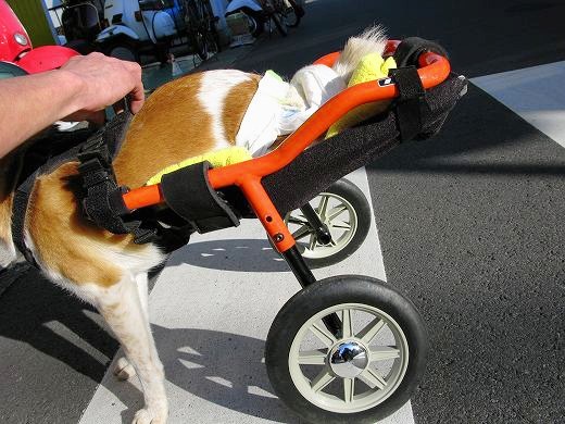 車椅子に乗ったメイちゃんの後ろ姿と装置のアップ