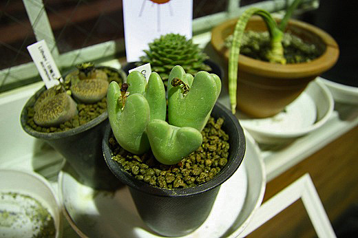 不思議な形の多肉植物が鉢に植えられている様子
