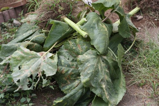 地面に捨て置かれたヒマワリの大きな葉と茎の山