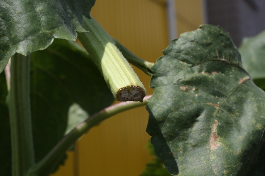 どのヒマワリも一様に茎の途中から切られている様子