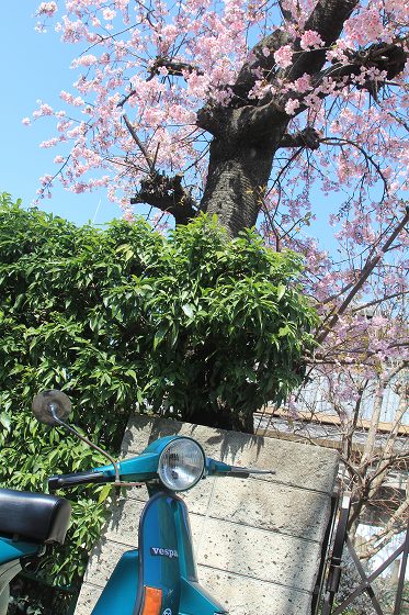 咲き始めた桜の木と春の空気