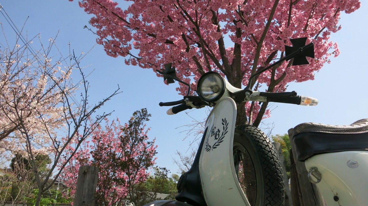 桜が咲く場所に停められたベスパ