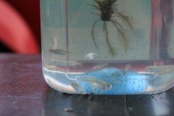 新たに迎えた仲間、元気に泳ぐ大量のメダカたち