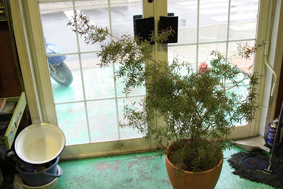 店内に避難させたレモンティーツリーの鉢植え。